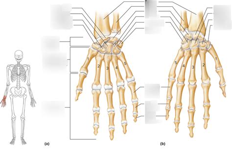 Hand Diagram Quizlet