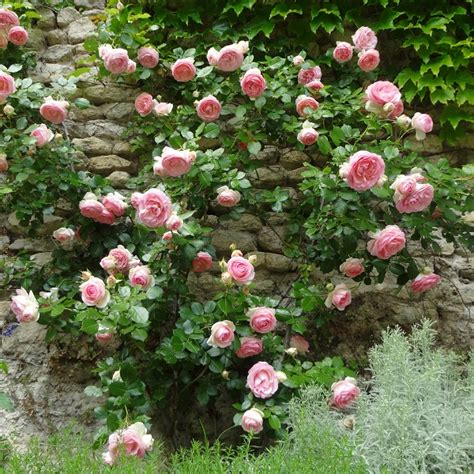 Rosa Pierre De Ronsard Rosier Grimpant Grosse Fleur Tr S Double