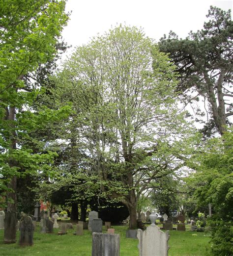 Tilia Tomentosa In Cathays Cemetery