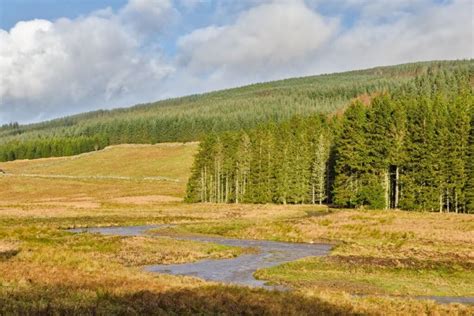 9 Best Forests in England to Go and Hug a Tree in | Day Out in England