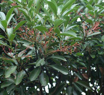 Machilus From Multiple Nurseries On Plant Lust