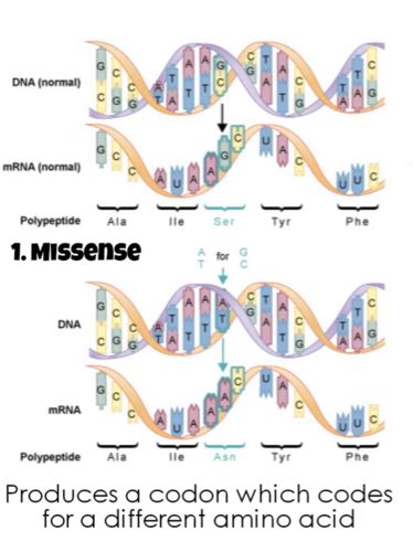 Class 16 Genetic Disease Flashcards Quizlet