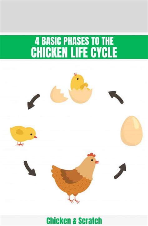 Life Cycle Of The Chicken Worksheet