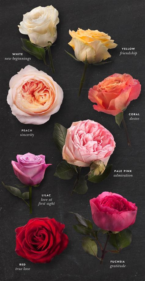 Rose Color Meanings Chart