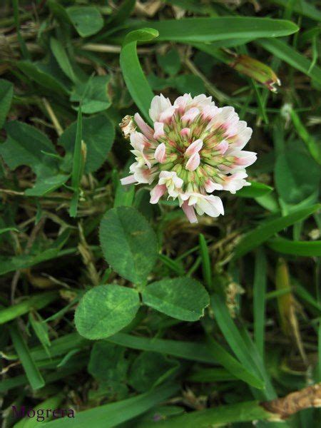 Trifolium Repens L 543253 Biodiversidad Virtual Plantas