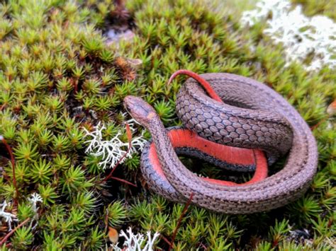 Red Bellied Snake From 75 89 North Shore Road The Archipelago ON P0G