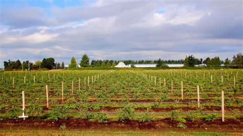 Agricultural Land Use in the ALR | KPU.ca - Kwantlen Polytechnic University