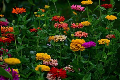 How To Grow Zinnias From Seeds Guide And Steps To Propagation