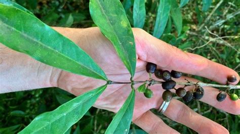 La Planta Que Podr A Salvar La Producci N Mundial De Caf