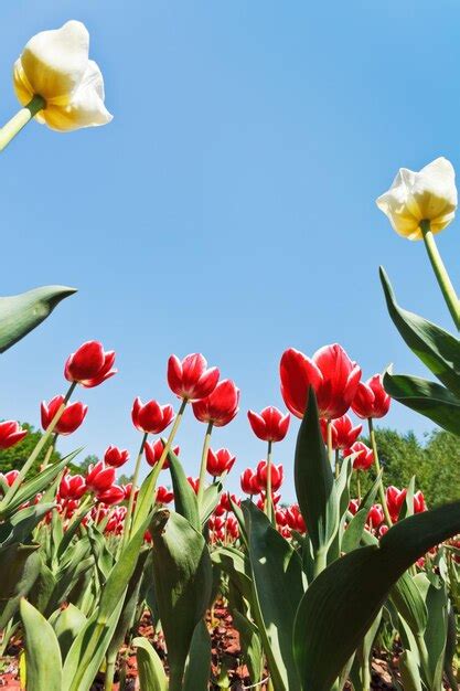 Tulipanes Ornamentales Rojos Y Blancos En Macizo De Flores Foto Premium