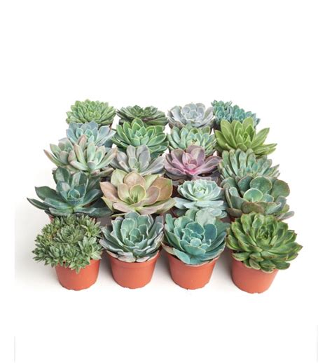 Rosette 4 Medium Succulent | Marketplace | 1800Flowers