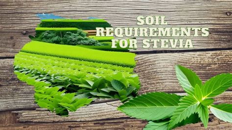 Stevia Cultivation A Comprehensive Guide To Growing High Quality