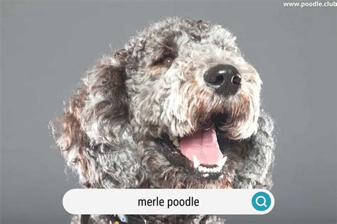 What is a Merle Poodle [Explained] - Poodle Club