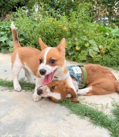 Cowboy Corgi: Info, Appearance, Pictures, Traits & Facts