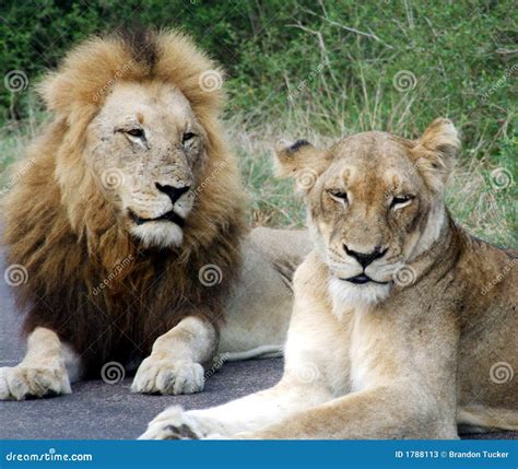 Female Lion And Cubs Royalty-Free Stock Photo | CartoonDealer.com ...