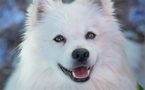 27 Fluffy White Dog Breeds that Will Amaze You