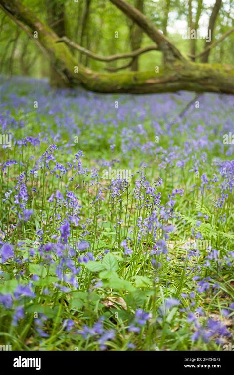 Wild Bluebell Flowers Common Blue Bell Hyacinthoides Non Scripta In