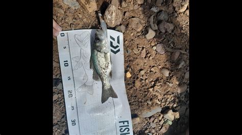 Sight Casting Bass At The Mt Crosby Weir Youtube