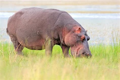 Hippo in water Stock Photos, Royalty Free Hippo in water Images | Depositphotos®