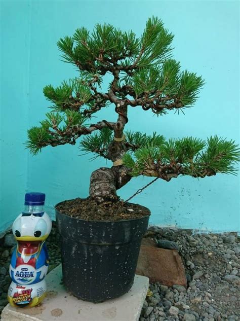 Detail Bonsai Pinus Jepang Koleksi Nomer 13