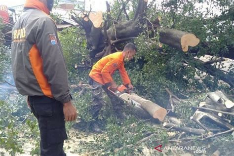 Pohon Tumbang Timpa Pengendara Sepeda Motor Di Kota Bogor