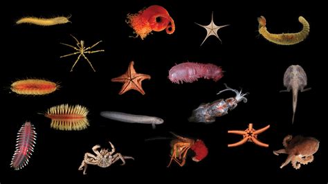 Over 50 New Species Of Deep-Sea Beasties Reported Near Costa Rica's ...