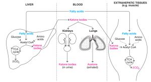 Summary Of Ketone Body Synthesis Utilization And Excretion Online