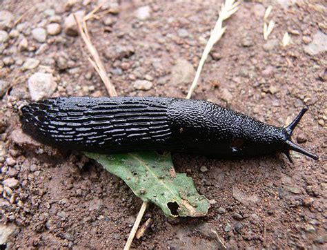 Species of the week: Black Slug - Irish Wildlife Trust