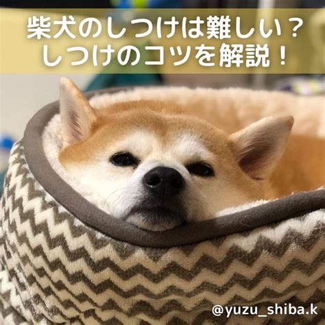 柴犬のしつけは難しいって本当？正しいしつけ方としつけのコツを解説