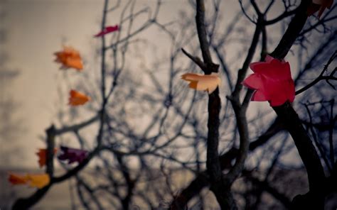 Wallpaper Sunlight Fall Leaves Depth Of Field Red Snow Winter