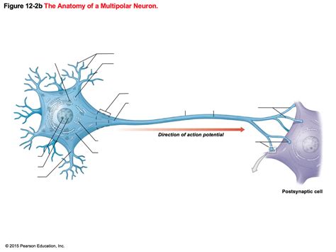 Multipolar neuron Diagram | Quizlet