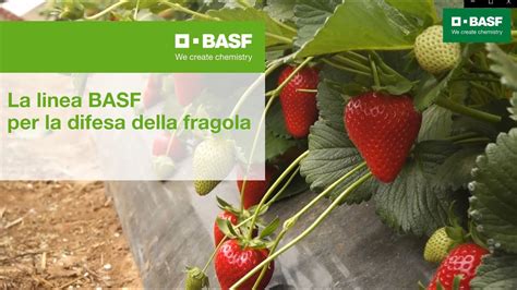 La Linea Basf Per La Difesa Della Fragola YouTube