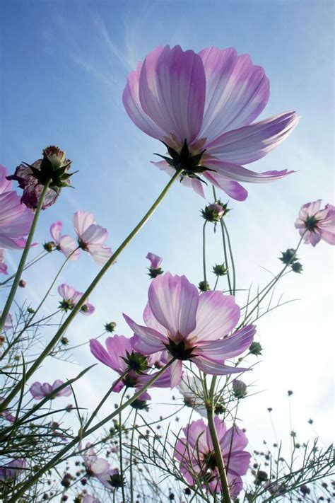 Cosmos Flower Seeds South Africa - Home Alqu