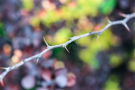 Twig with Thorns of a Barberry Bush Stock Photo - Image of delicate ...