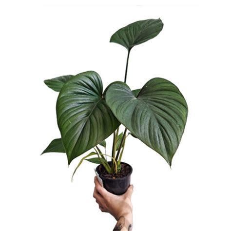 Mega Deal Homalomena Rubescens Black Mm The Jungle Collective