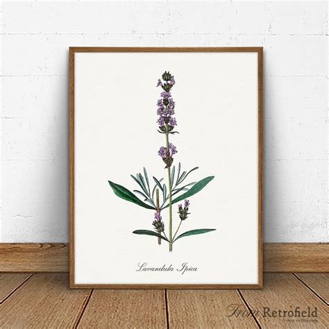 Lavender Botanical Print Vintage Gallery Wall Flowering Etsy