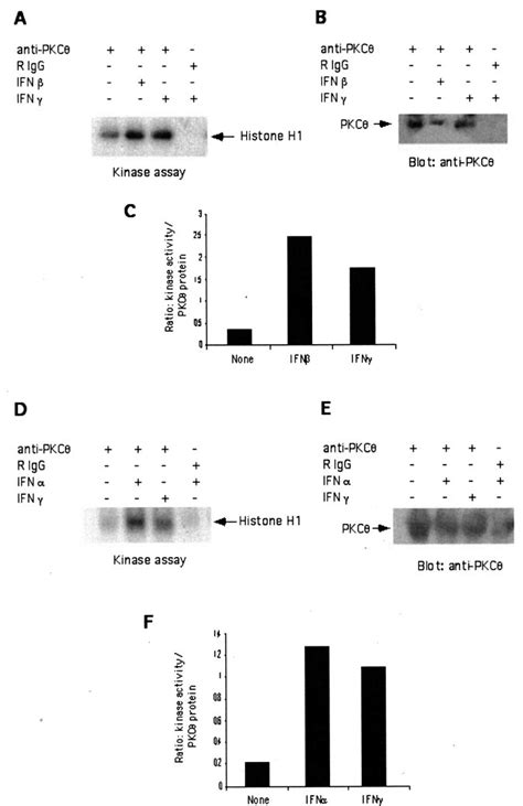 Type I And Ii Ifns Induce Pkc Kinase Activity Molt 4 A And B And