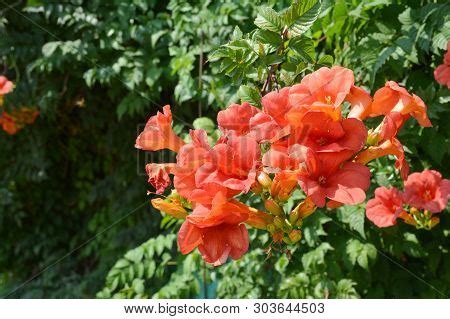 Trumpet Vine Flowers Image & Photo (Free Trial) | Bigstock