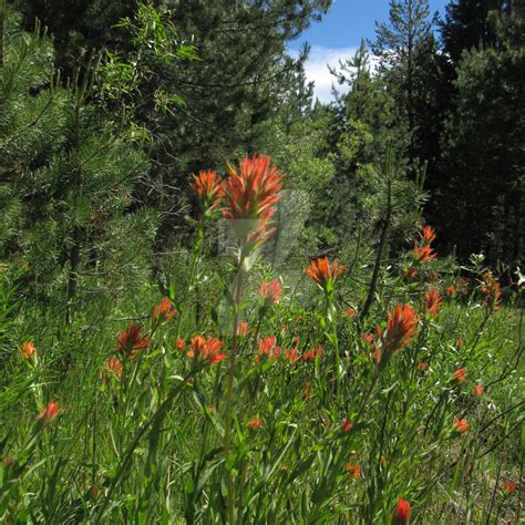 Indian Paintbrush Wildflowers by tahoenokomis on DeviantArt