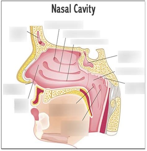 Nasal Cavities Diagram Quizlet