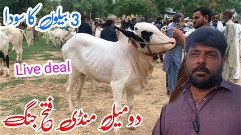 Today Domail Mandi 16 8 2024 Latest Update Ll Part 3 Ll Live Deal Ll