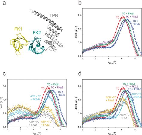 Role Of Fkbp Domains On Complex Formation A Structure Of FKB 6 Human