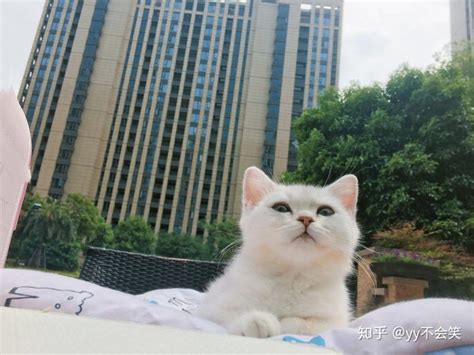 第一次养猫 冲动养了只猫是什么体验 知乎