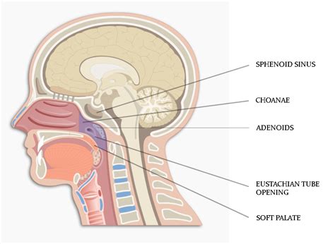 Anatomy and Physiology of Nasopharynx - Ear, Nose & Throat