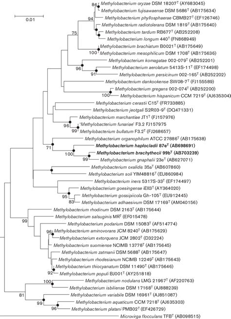 Phylogenetic Analysis Based On 16s Rrna Gene Sequences Reconstructed