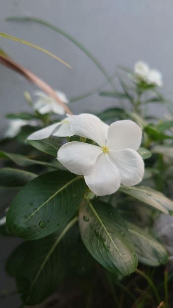 Premium Photo Vinca White Rosea Catharanthus Roseus Madagascar