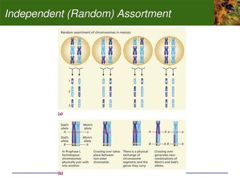 Ppt Cells And Cell Division Powerpoint Presentation Free Download Id 2087127