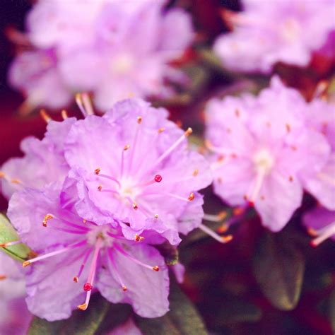 Rhododendron Ramapo Dwarf Rhododendron Ramapo In GardenTags Plant