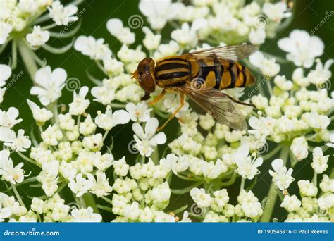 Common Bog Fly - Parhelophilus Laetus Stock Photo - Image of diptera, north: 190546916