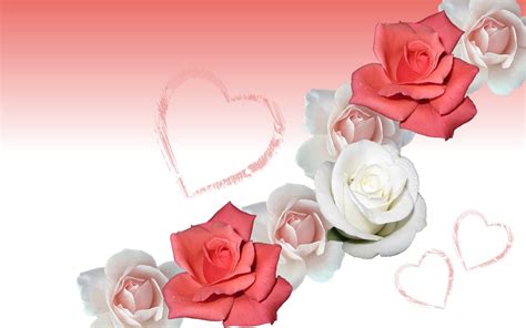 Loving White Rose Flowers Wallpapers Entertainment Only